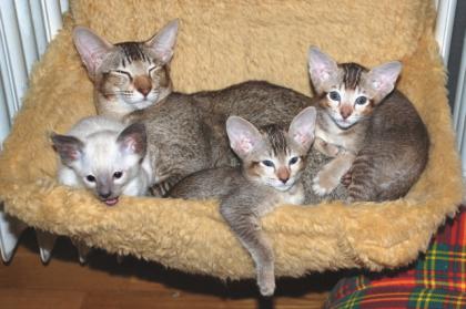 Reinrassige verschmuste Siam und OKH Katzen abzugeben