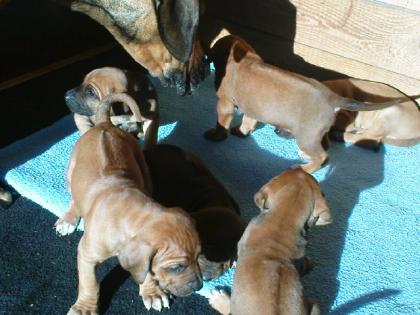 Rhodesian Ridgebackwelpen