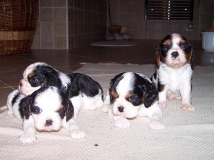 Cavalier king charles welpen