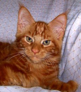 Rote Maine Coon Kitten.