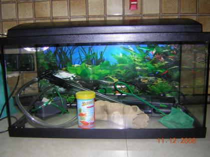 Aquarium, 54l mit Zubehör