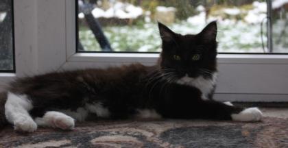 Maine Coon Mädchen in black-white