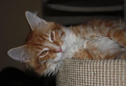 Maine Coon Kater in red-tabby-mc.-white 