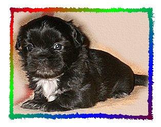 Shih Tzu Kobolde