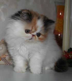 Wunderschöne Exotic Shorthair und Perser Kitten!!!