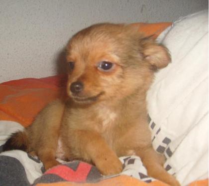 Chihuahua Welpen LH, 2 Rüden,  1 Hündin