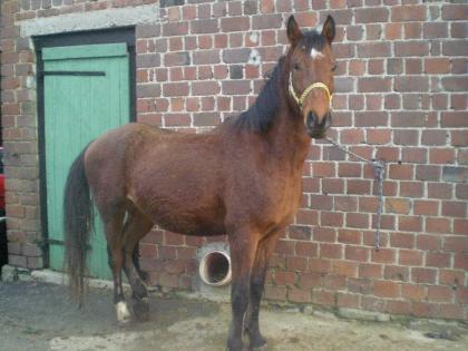 Massoun Welsh Cob im Arabertyp