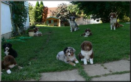 MINI Australian Shepherd Welpen