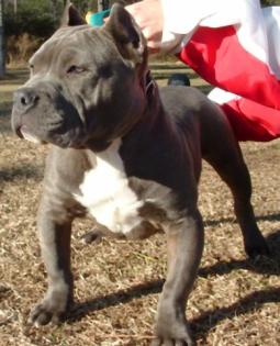 SUCHE EIN PITBULL AM BESTEN BLULINE FÜR GÜNSTIGEN PREIS BIS 300 €