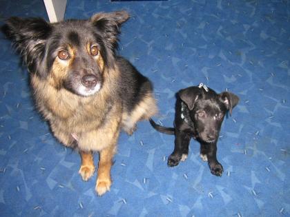 Welpe labrador-bordercolli mix