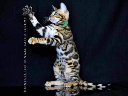 Bengal kitten Jeremy Top-Qualität sofort abholen