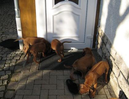 Rhodesian Ridgeback Welpen