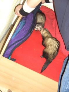 2 ca. 8 Monate alte Frettchen zu verkaufen