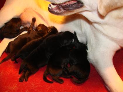 Wunderschöne labrador Welpen mit guten Ahnentafel