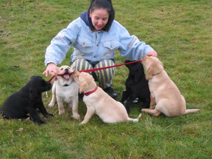 Labrador Welpen 