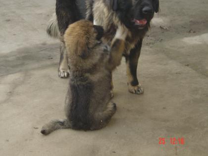 Kaukasischer schäferhundwelpe abzugeben 