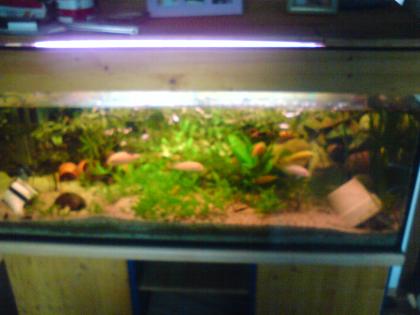 Aquarium Komplett mit Fischen und mit Unterschrank und Mehr