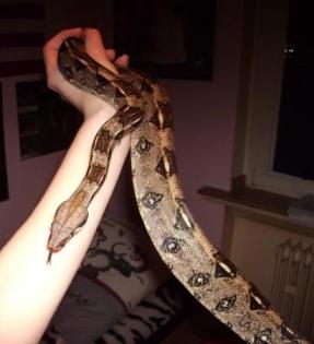 Boa Constrictor Imperator zu verkaufen (1.0 (männlich),2  1/2 Jahre, ca.1,10m )