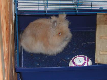 Teddy-Mädel sucht neues Zuhause...