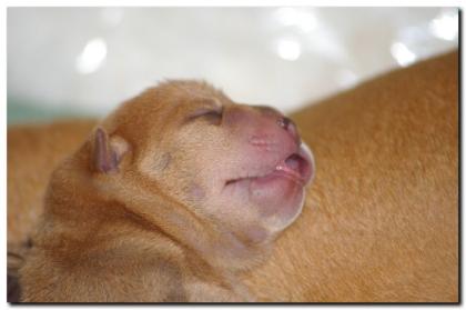 Süße Shar Pei Welpen zu verkaufen