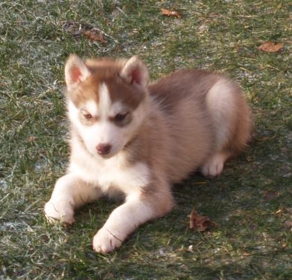 Siberian Huskywelpen mit Papieren abzugeben