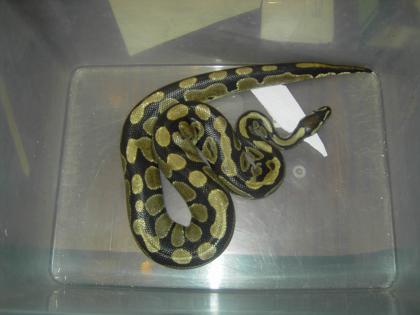 Python regius 2.2 adult