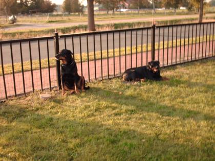 Rottweilers