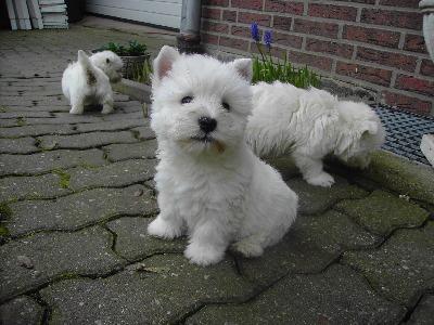 Westie Welpen