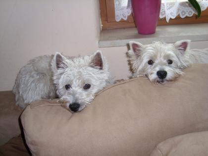 Wurfankündigung West Highland White Terrier