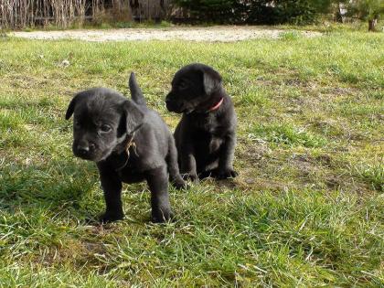 LABRADOR RETRIEVER