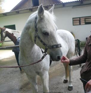 Biete Reitbeteiligung auf Arabohaflinger Reitstall Ries München Nord