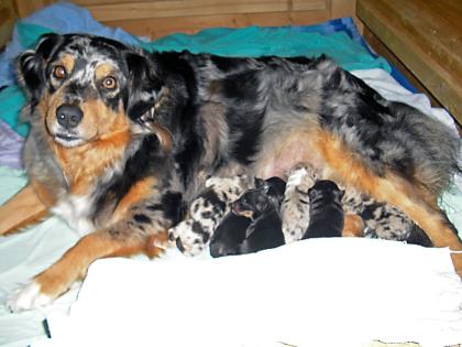 Australian Shepherd Welpen