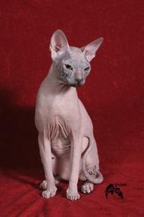 Don Sphynx 