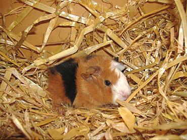 Zahme und bunte Meerschweinchen suchen einen neuen Kuschelplatz