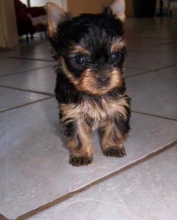 Bezaubernde Yorkshire Terrier Welpen (VDH)