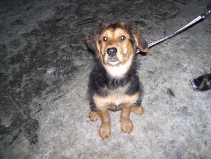 Ich habe einen Golden Retriever,Schäferhund,Labrador Mix  Weibchen 15 wochen alt