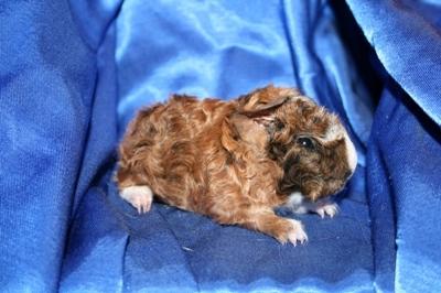 Lunkarya, Meerschweinchen, Lunkaryas