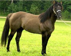 Grullo Quarter Horse Deckhengst 
