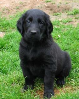 Vielversprechende Flat coated Retriever Welpen