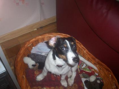 5 Monate alter Jack Russell Welpe abzugeben!!!!