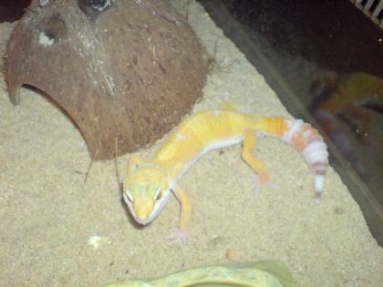 Sunglow Leopardgecko