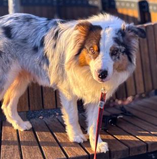 ALFRED - Australian Sheperd - 2 Jahre - Tierhilfe-Franken e.V.