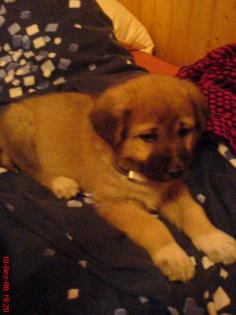 Vergebe Mischling (schäferhund+wolfshund)