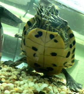 Gelbwangenschmuckschildkröte (M) abzugeben / tauschen (W)