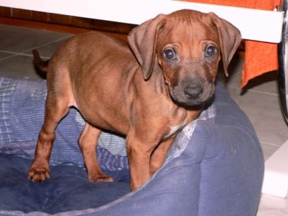 Wunderschöne reinrassige Rhodesian Ridgeback Welpen - Rüden 