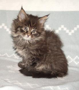 Zauberhafte Maine Coons