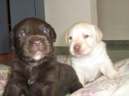 Labradorwelpen