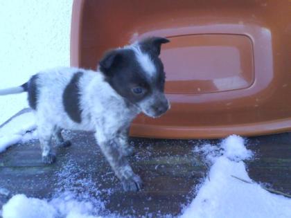 Chihuahuamischlinge und Shiba Inu Staff Mischling