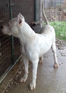DOGO ARGENTINO WELPEN aus beste verparung...