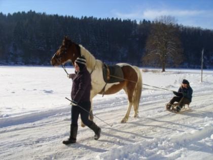 Biete Reitbeteiligung